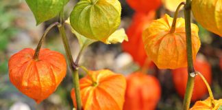 Physalis