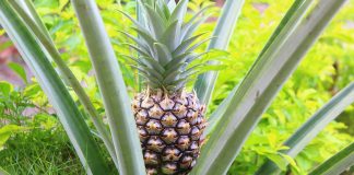 Pineapple