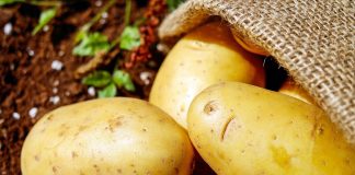 Potato