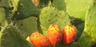 Prickly pear