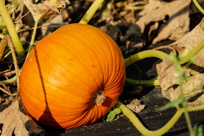 pumpkin Pumpkin