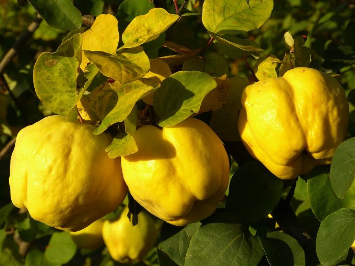 quince Quince