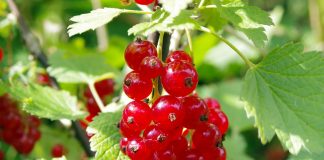 Redcurrant