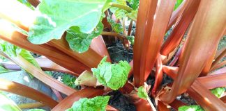 Rhubarb