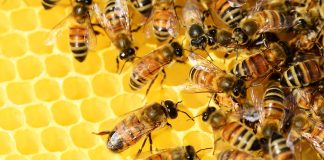 royal jelly virtues