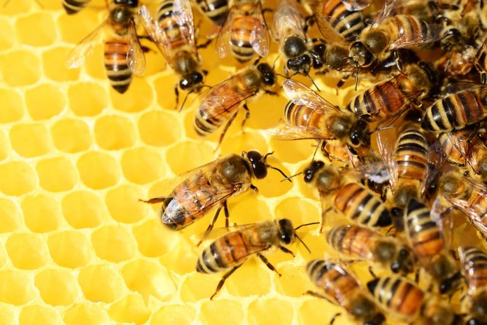 royal jelly virtues