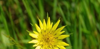 Salsify