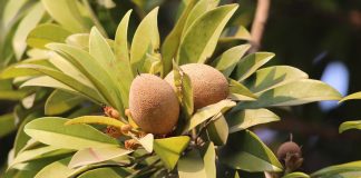 Sapodilla