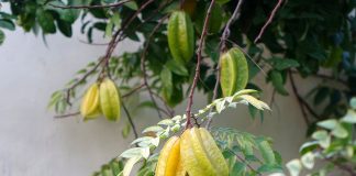Star fruit