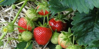 Strawberry