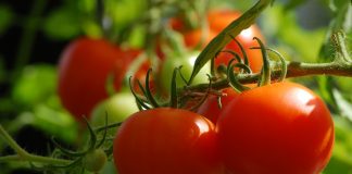 Tomato