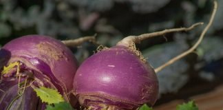 Turnip