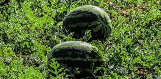Watermelon