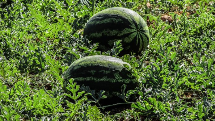 watermelon Watermelon